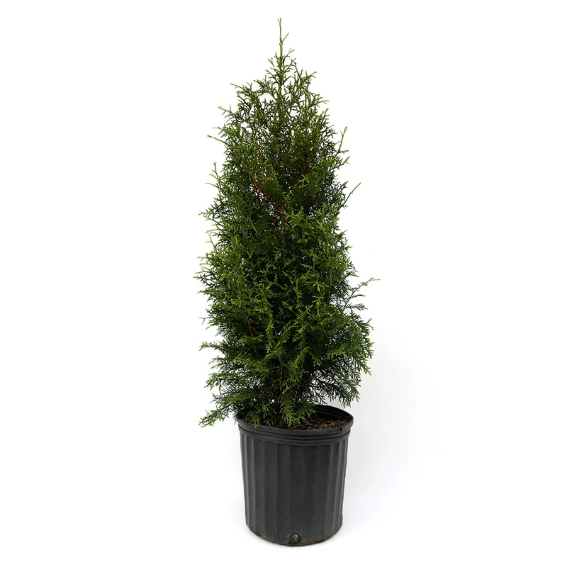 Sugar and Spice™ Thuja