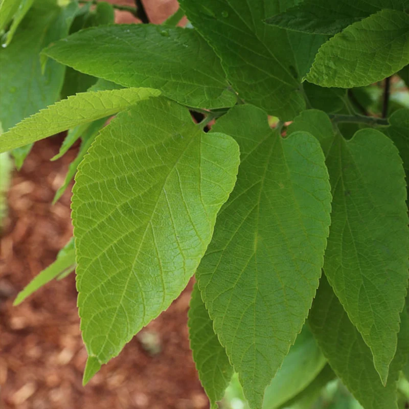 Prairie Sentinel® Hackberry Tree