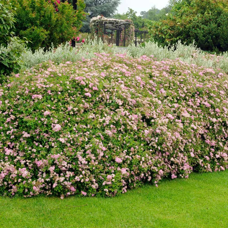 Little Princess Spiraea Shrub