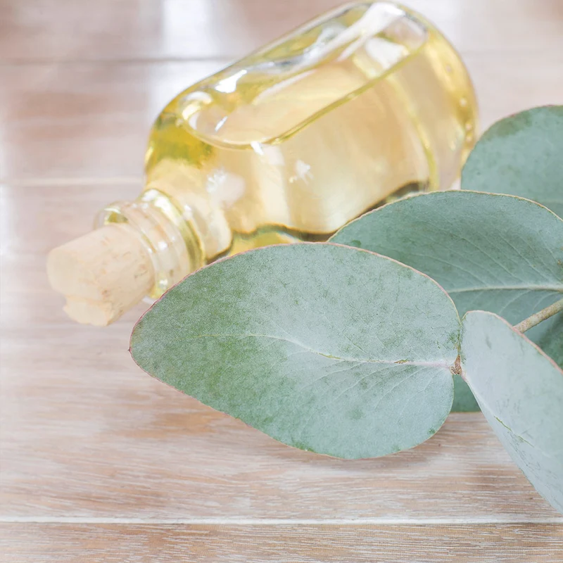 Silver Dollar Eucalyptus Tree
