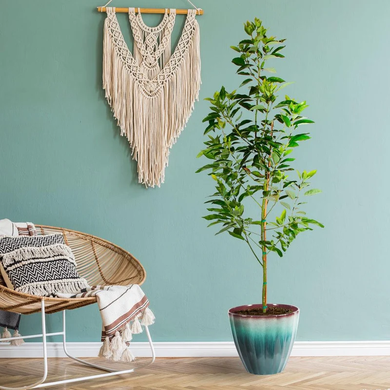 Cold Hardy Avocado Tree