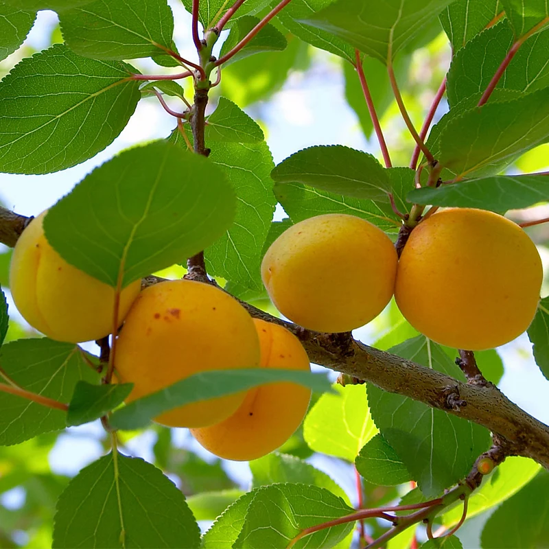 Gold Kist Apricot Tree