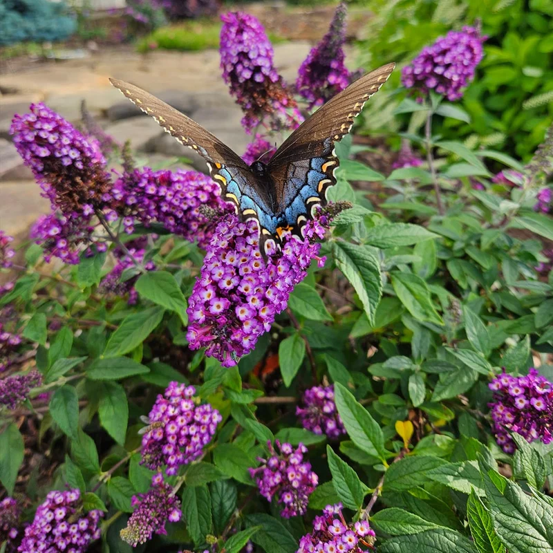 Blueberry Pie Butterfly Bush