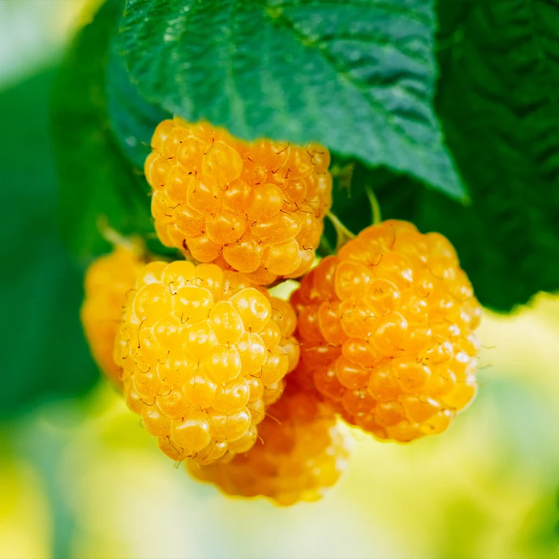 Golden Raspberry California