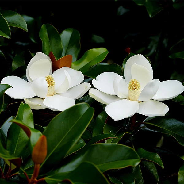 Edith Bogue Magnolia