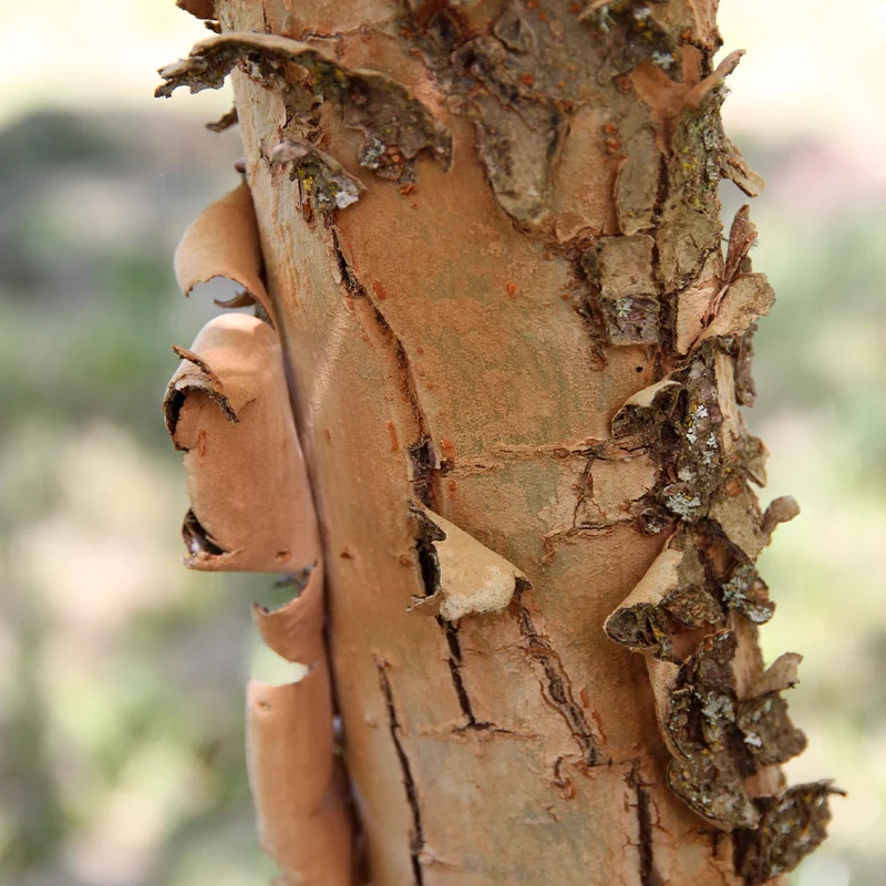 Emerald Flair Elm Tree