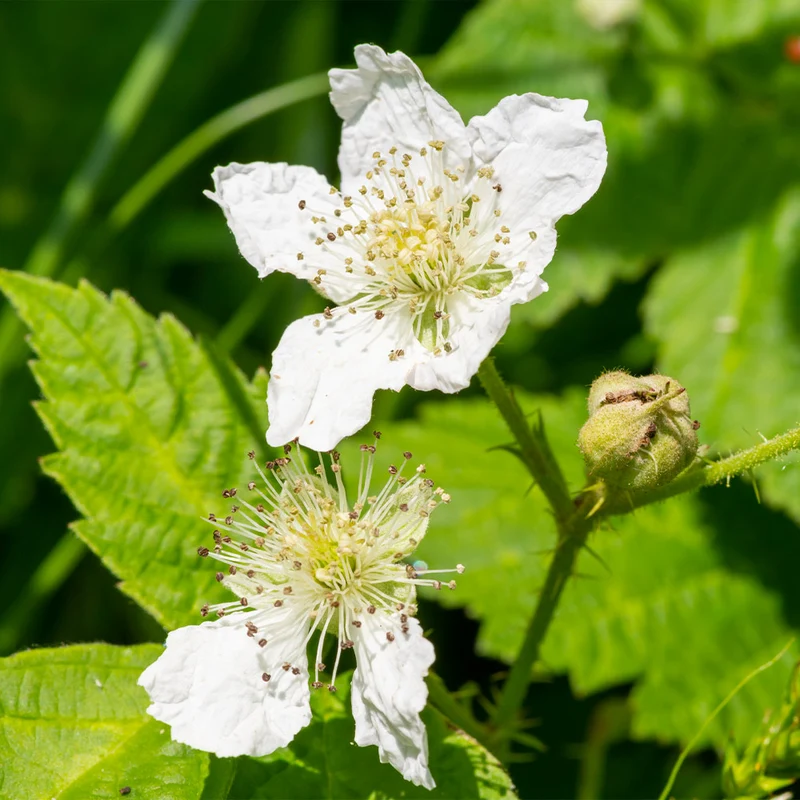 Black Satin Thornless Blackberry Bush