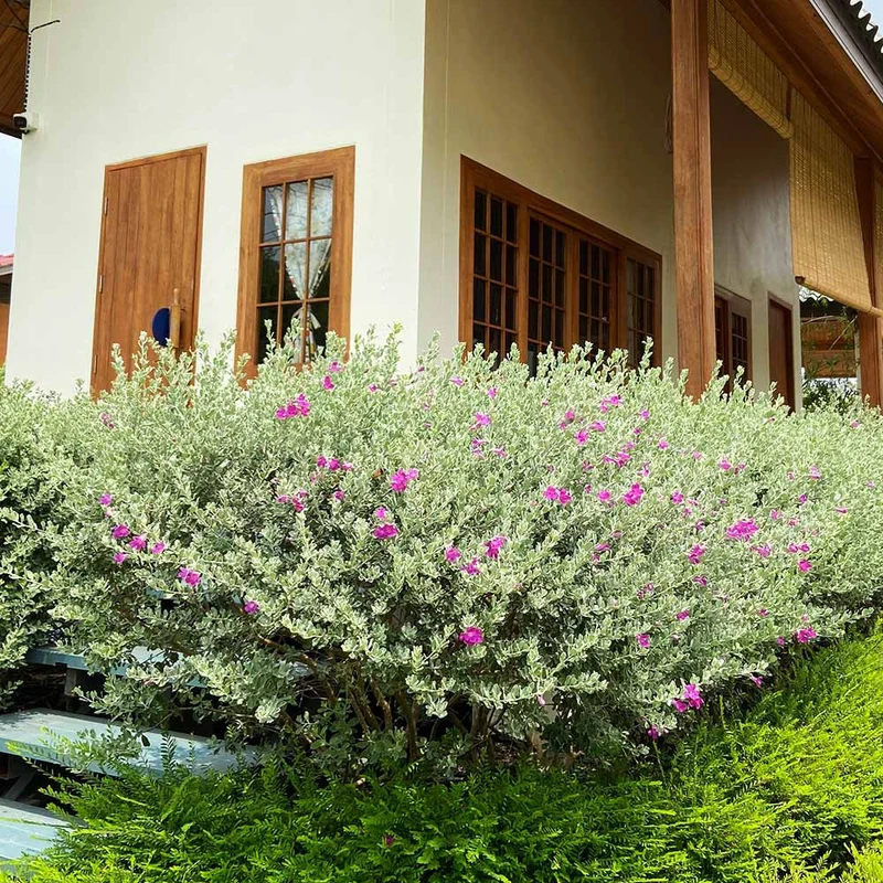 Purple Rain Texas Sage Plant