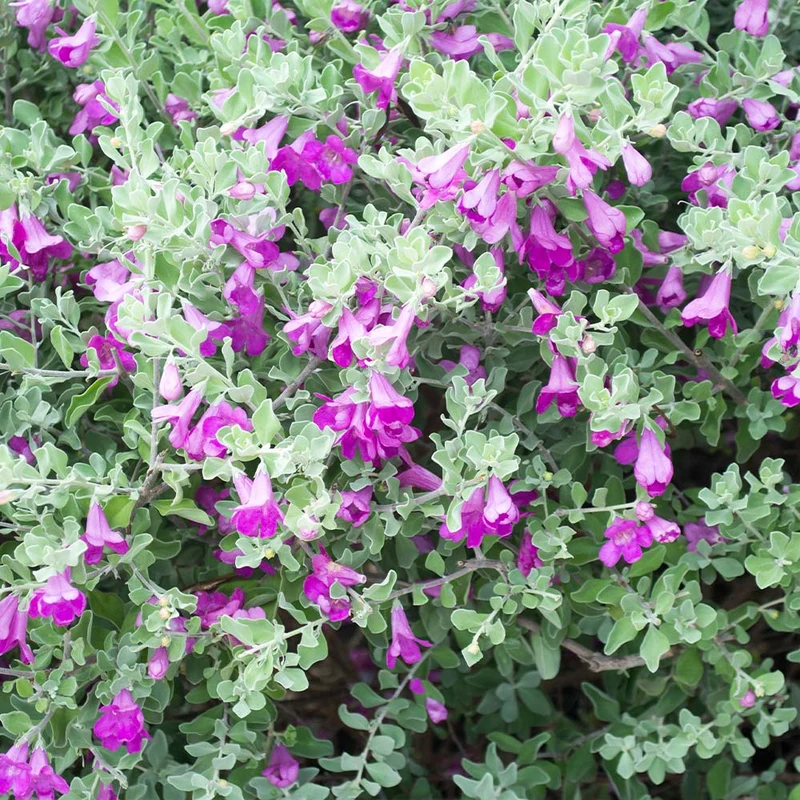 Green Cloud Texas Sage Shrub