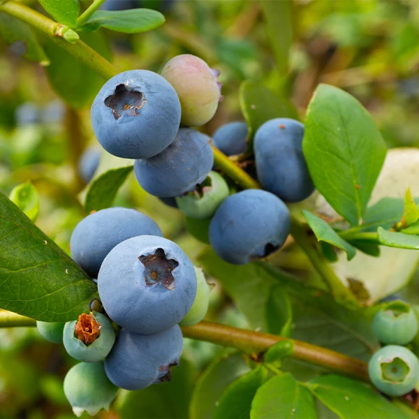 Sunshine Blue Blueberry Bush