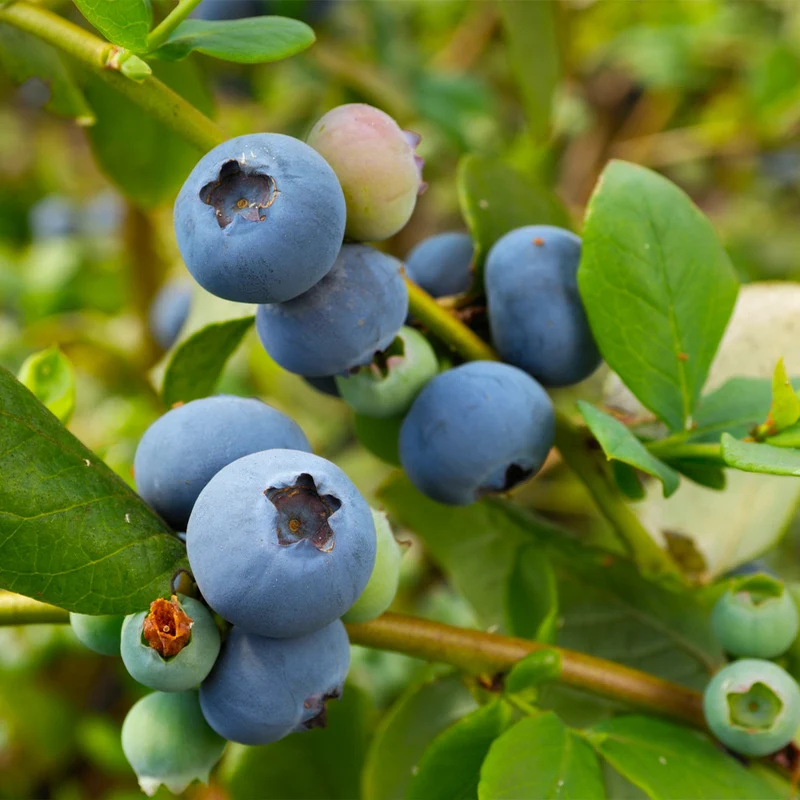 Sunshine Blue Blueberry Bush