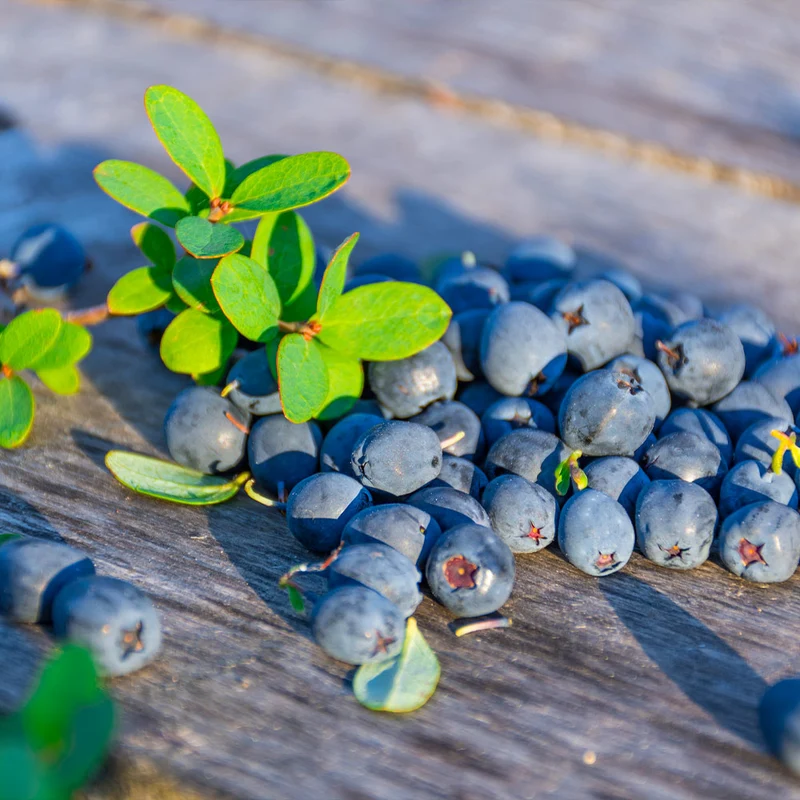 Sunshine Blue Blueberry Bush