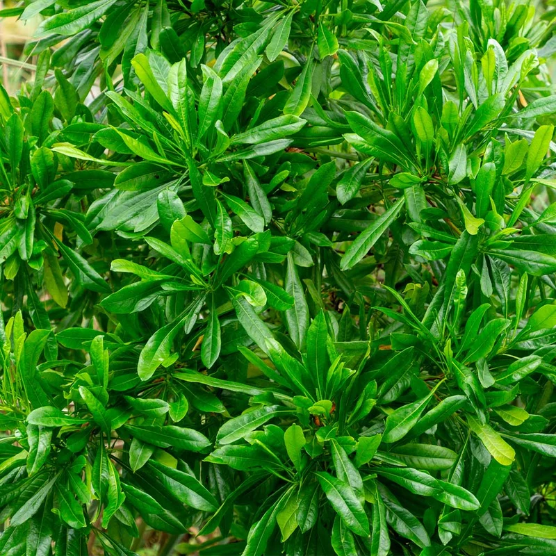 Emerald Ice Green Hopbush Shrub