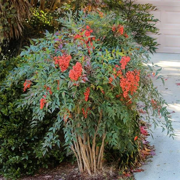 Heavenly Bamboo Nandina Shrub