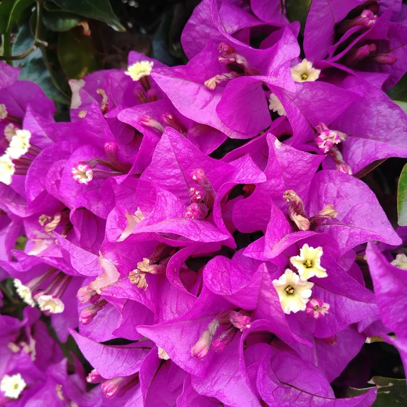 Alexandra Bougainvillea