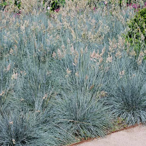 Blue Fescue Grass