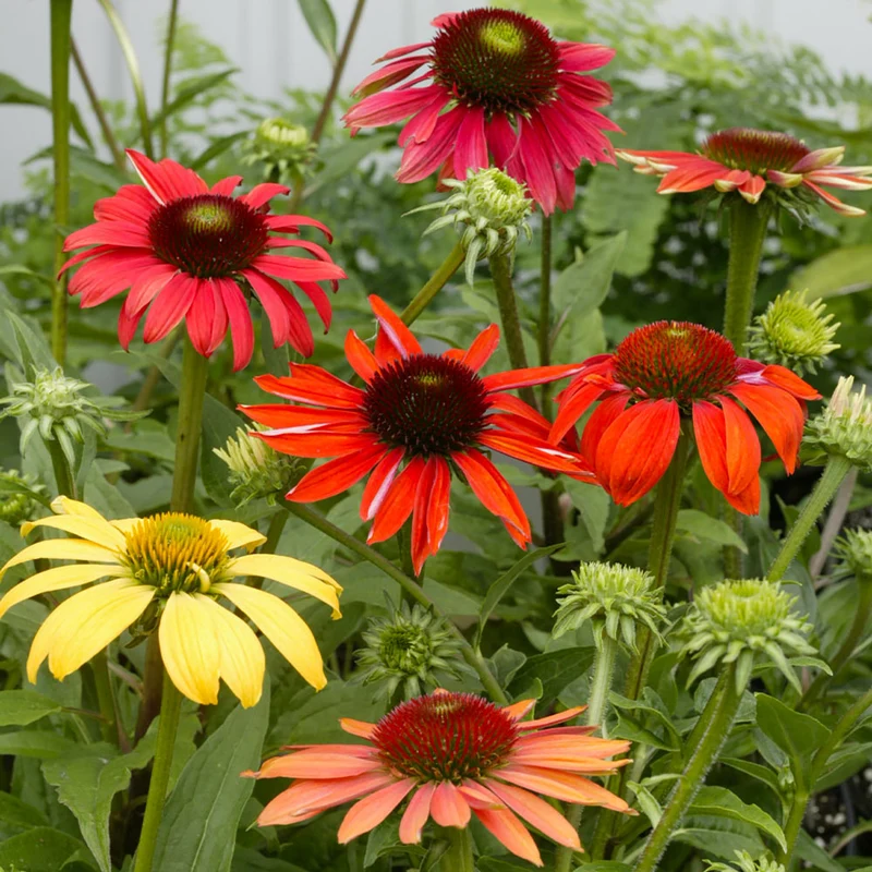 Cheyenne Spirit Echinacea (Coneflower)