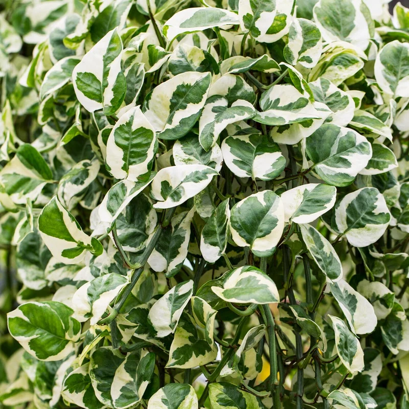N'joy Pothos