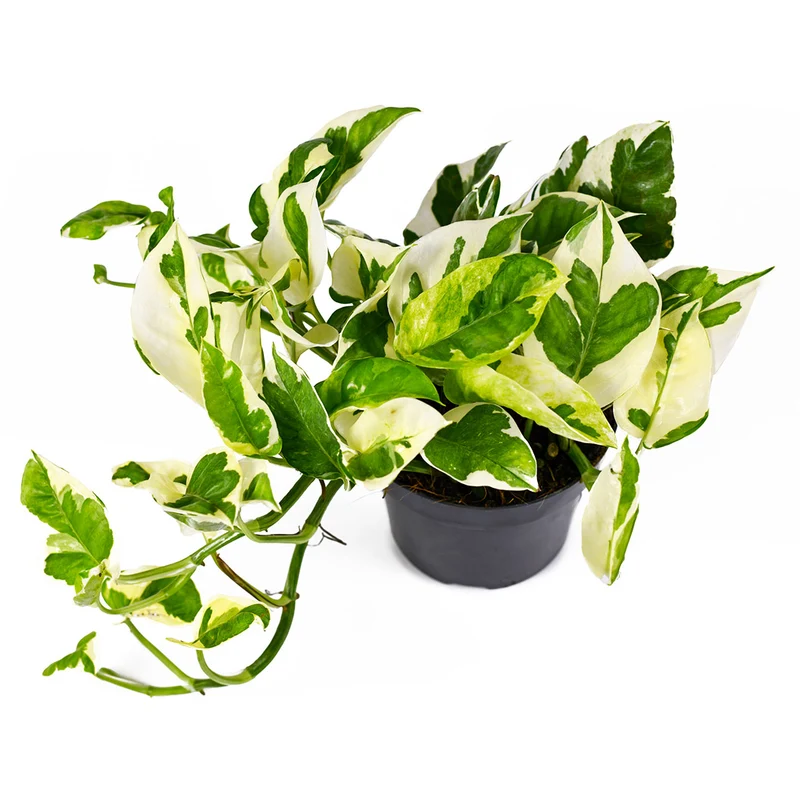 N'joy Pothos
