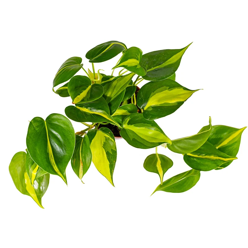 Philodendron Brasil