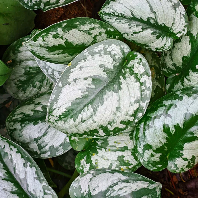 Silver Pothos