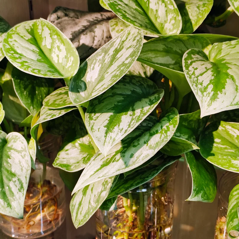Silver Pothos