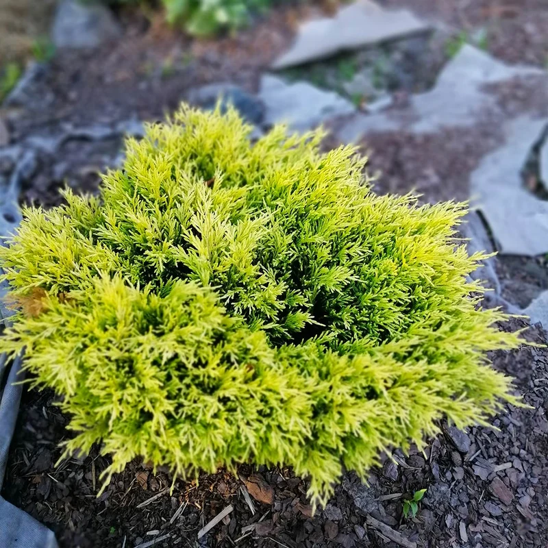 Lime Glow Juniper Shrub