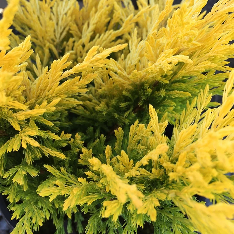 Lime Glow Juniper Shrub