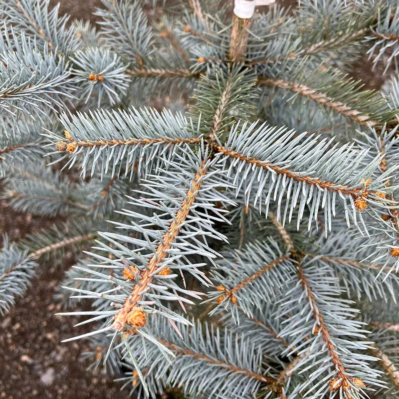 Blue Diamond Spruce Tree