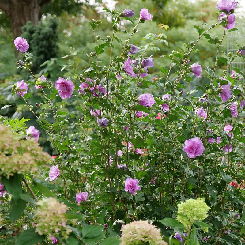 Proven Winners® Dark Lavender Chiffon® Rose of Sharon Althea