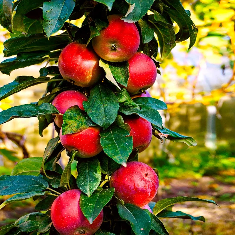 North Pole Columnar Apple Tree