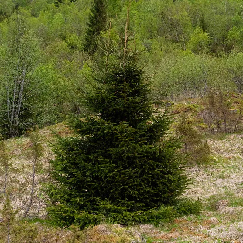 Blaze Norway Spruce Tree