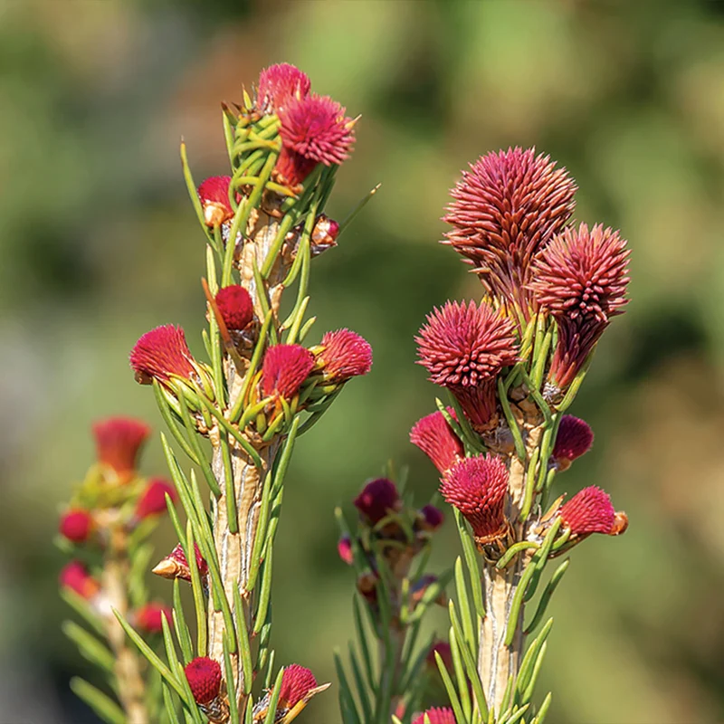 Blaze Norway Spruce Tree