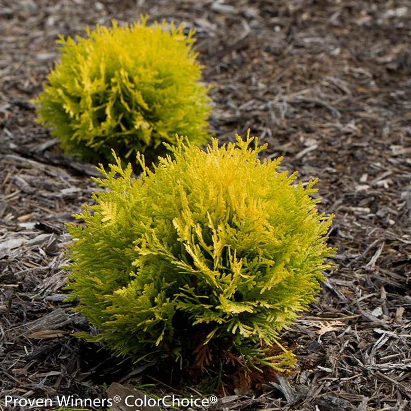 Proven Winners® ColorChoice® Anna's Magic Ball® Arborvitae Shrub