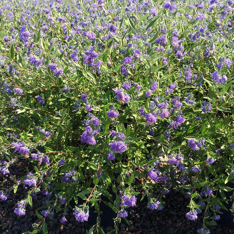 Blue Mist Bluebeard Shrub