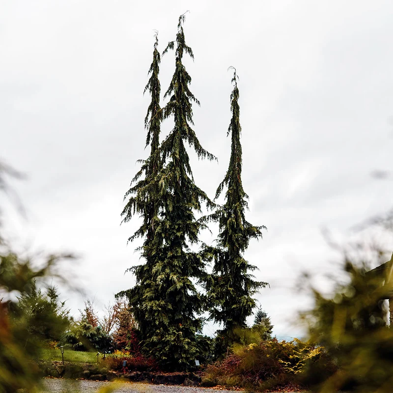 Green Arrow Alaskan Cedar Tree