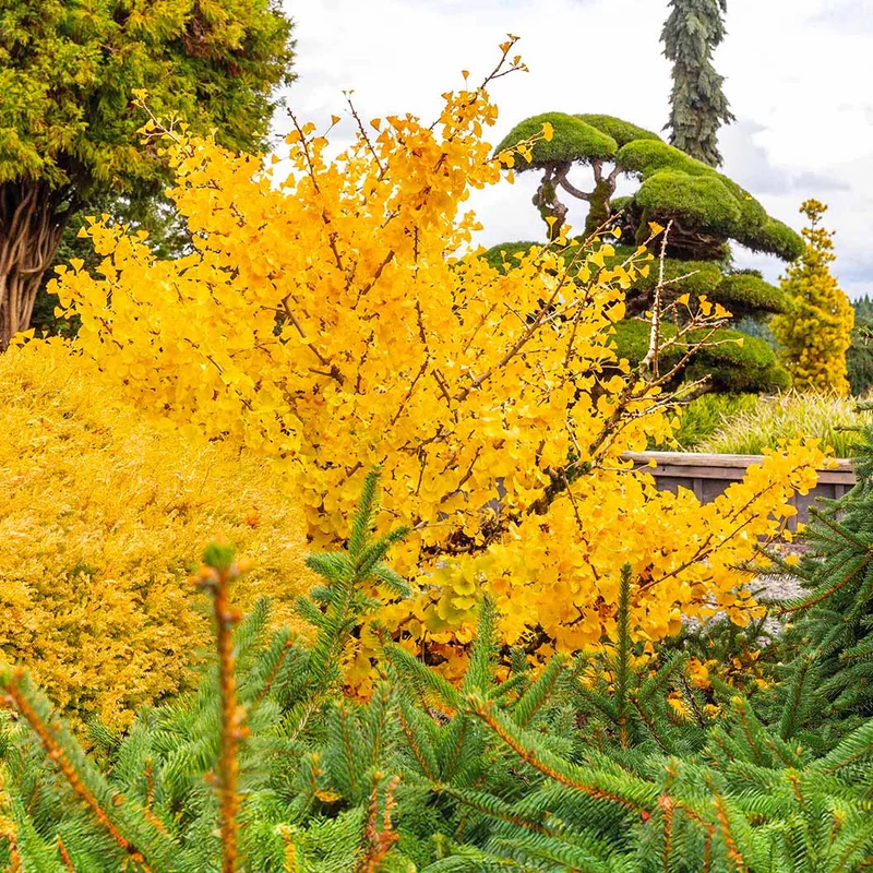 Mariken Maidenhair Tree