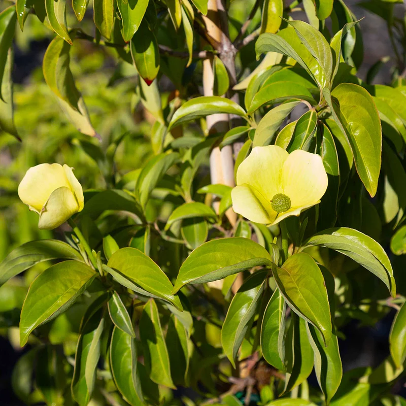 Mountain Moon Dogwood Tree