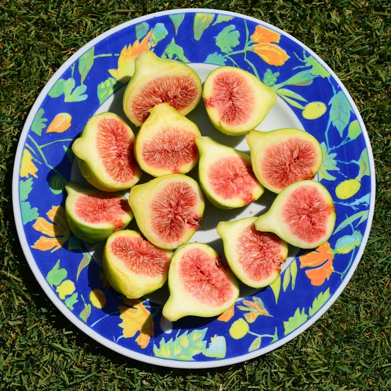 Olympian Fig Tree