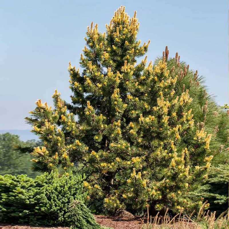 Taylor’s Sunburst Lodgepole Pine Tree
