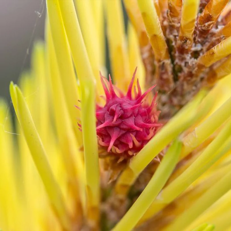 Taylor’s Sunburst Lodgepole Pine Tree