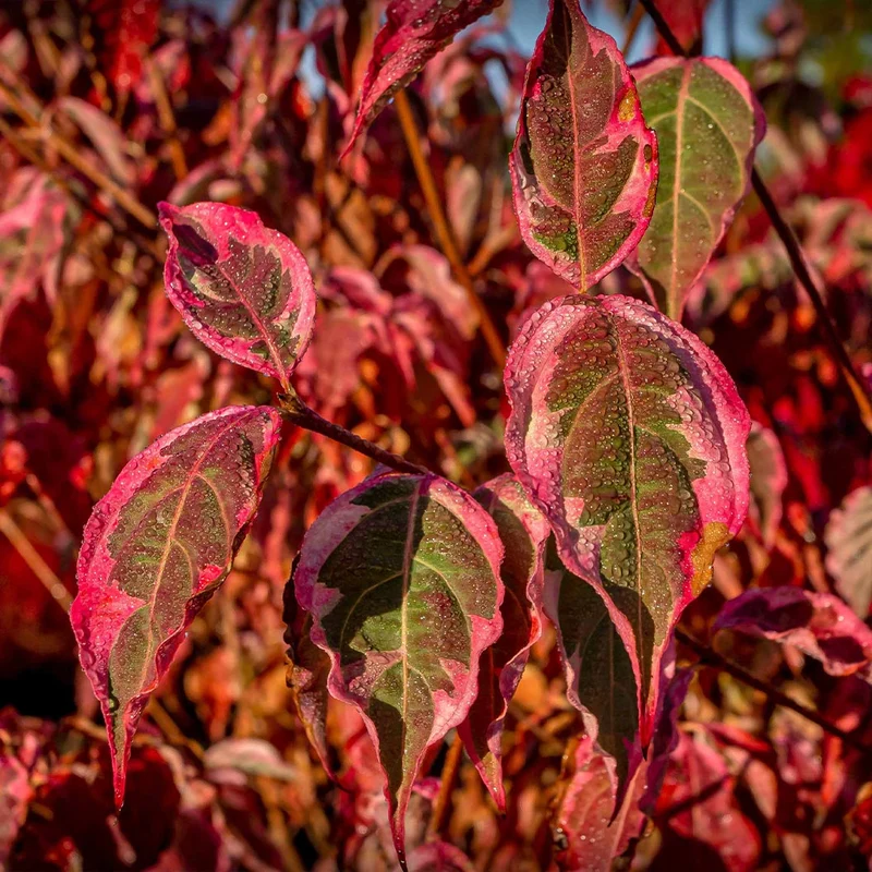 Summer Fun Dogwood Tree