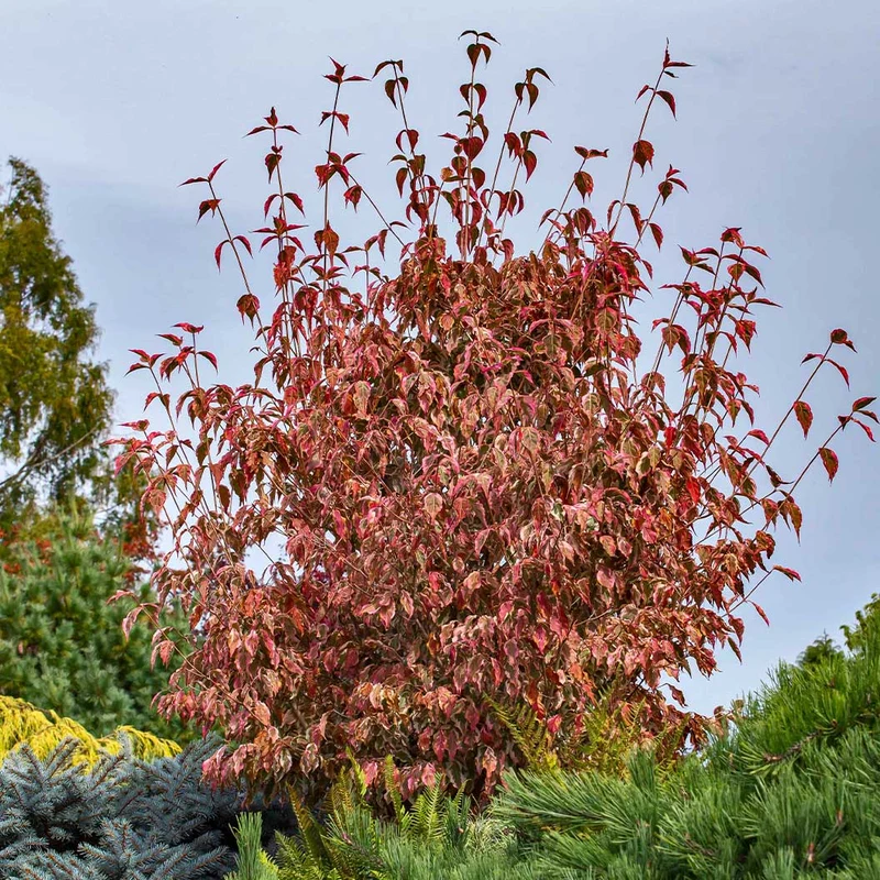Summer Fun Dogwood Tree