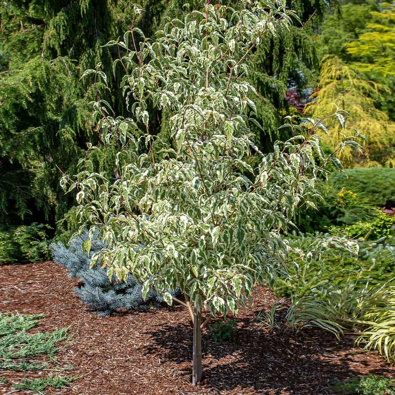 Summer Fun Dogwood Tree