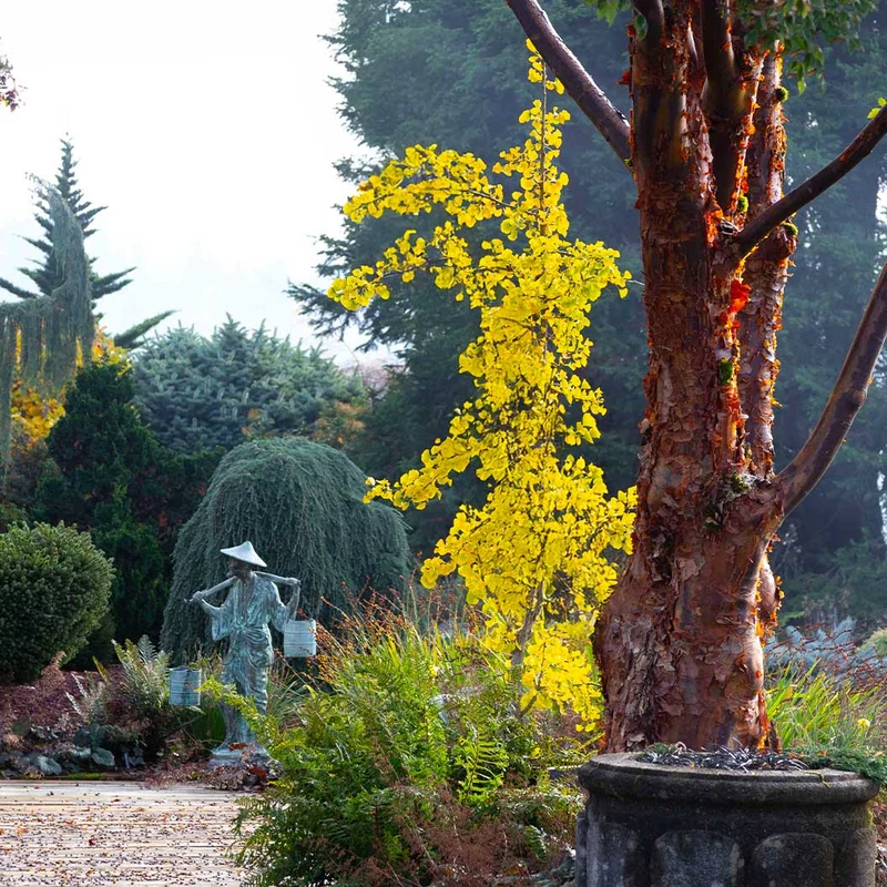 Jade Butterflies Ginkgo Tree
