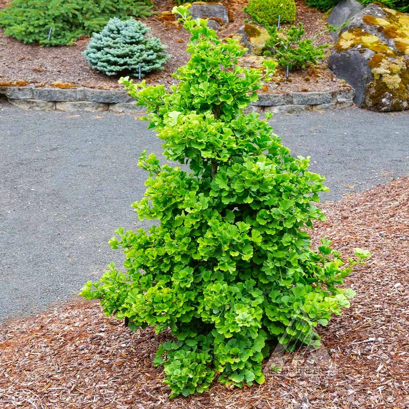 Everton Broom Ginkgo Tree