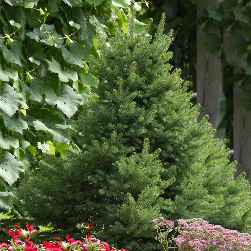 North Star White Spruce Tree