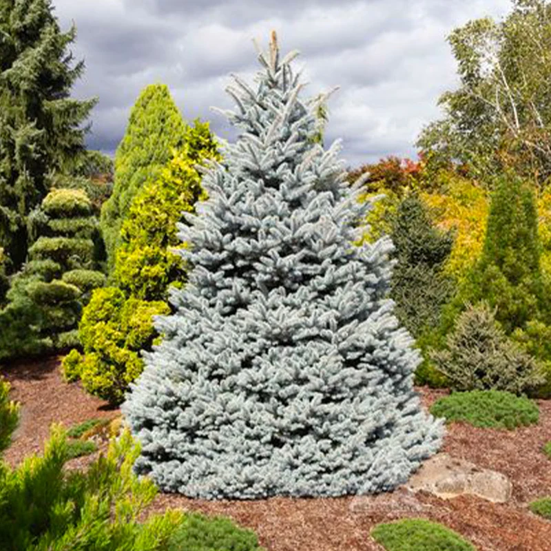 Monty® Blue Spruce Tree