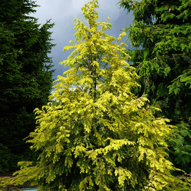 Golden Splendor Canadian Hemlock Tree