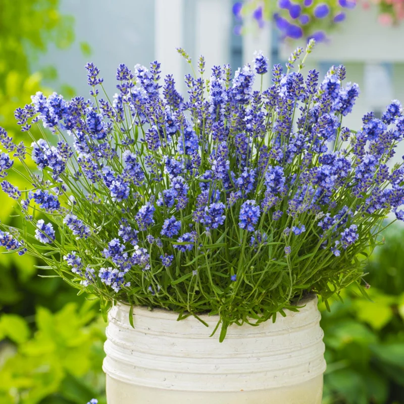 Essence Purple Lavender Plant